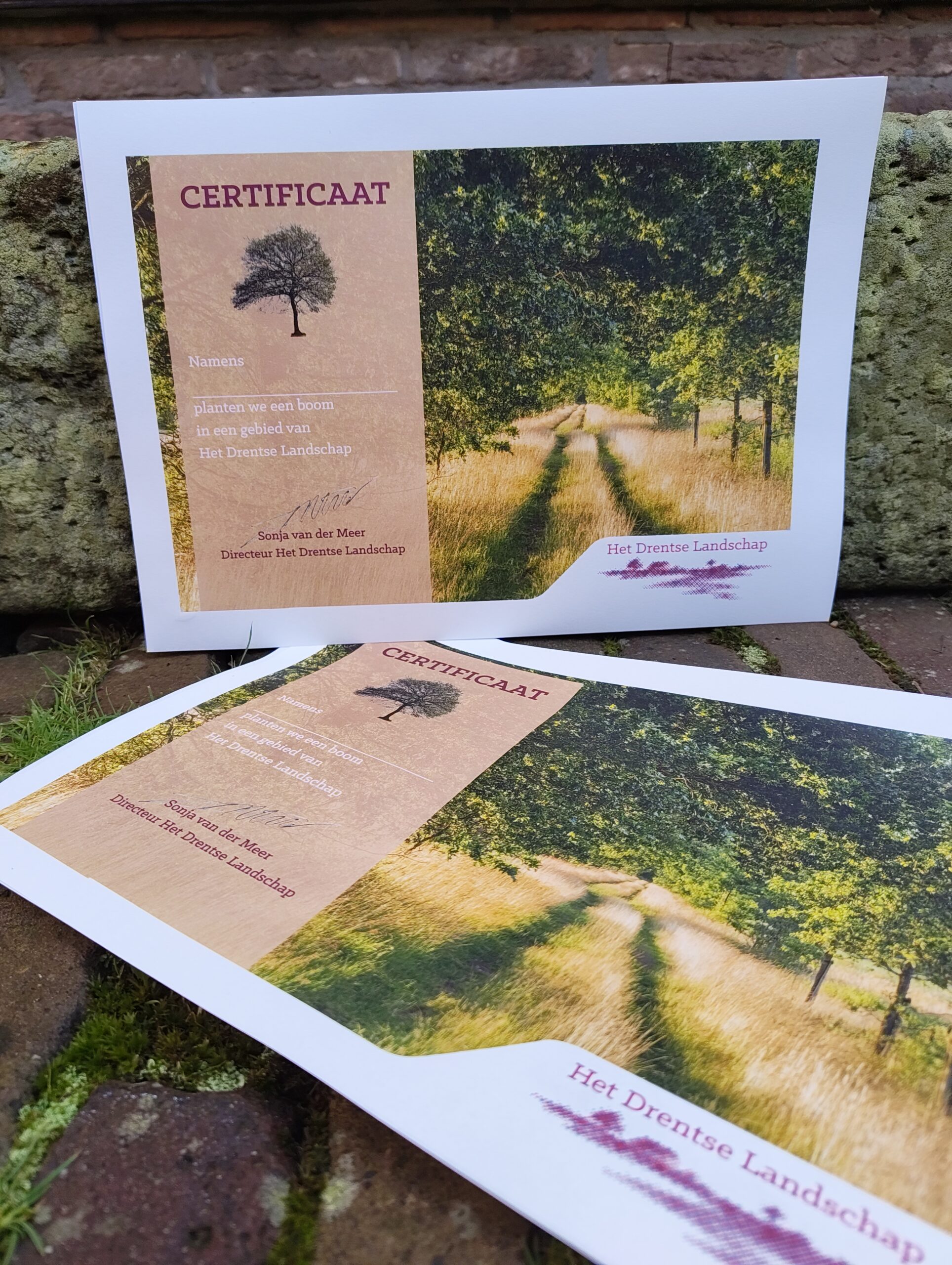 Koop een boom (klein)